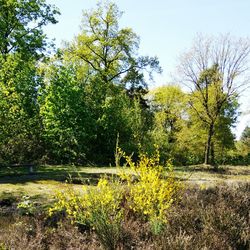 Trees on grassy field