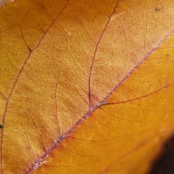 Full frame shot of orange leaf