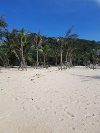 Trees on beach against clear blue sky