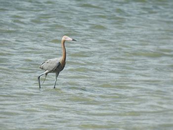 Bird in a lake