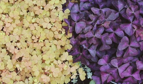 Close-up of purple flowers