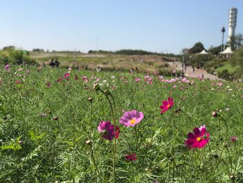 Close-up of pink flowering plants on land against sky