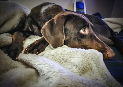 Close-up of dog sleeping on bed at home