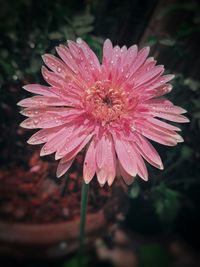 Close-up of wet pink flower