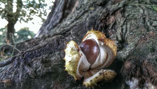 Close-up of tree trunk