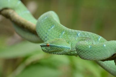 Green pit viper snake tree pit viper 