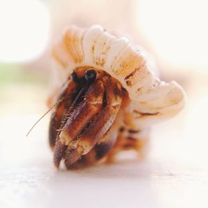 Close-up of hermit crab on table