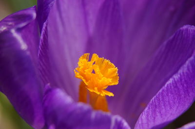 Close-up of yellow flower blooming outdoors