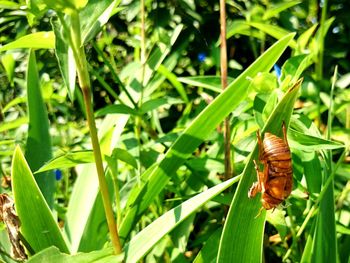 Close-up of insect on plant