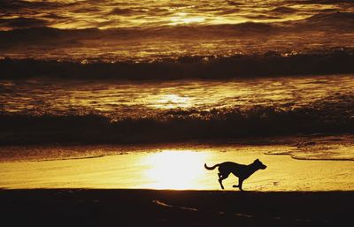 Silhouette horse on beach during sunset