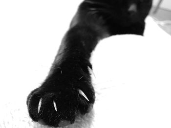 Close-up of cat