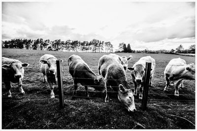 Cows grazing on field against sky