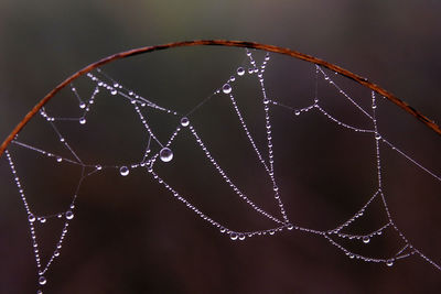 Low angle view of spider on web against sky