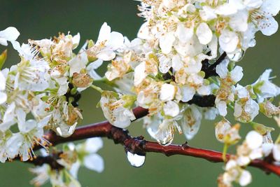 Close-up of apple blossoms in spring