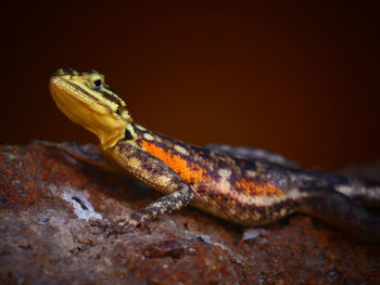 Close-up of lizard on rock