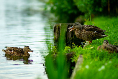 Ducks on a lake