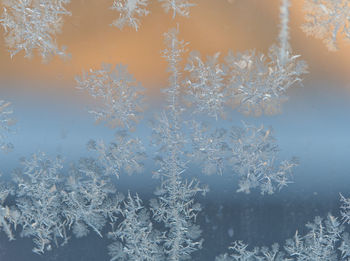 Close-up of frosted snowflakes