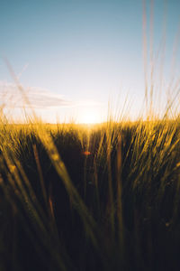 Close-up of wheat field against clear sky