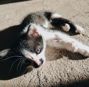 High angle view of cat resting