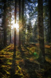 Sunlight streaming through trees in forest