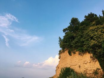 Low angle view of plants against sky