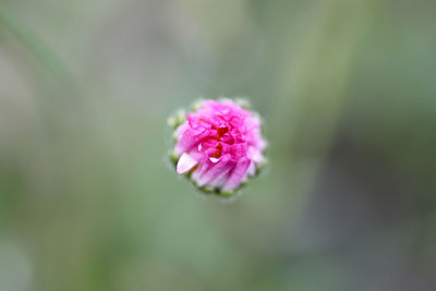 Close-up of pink flower