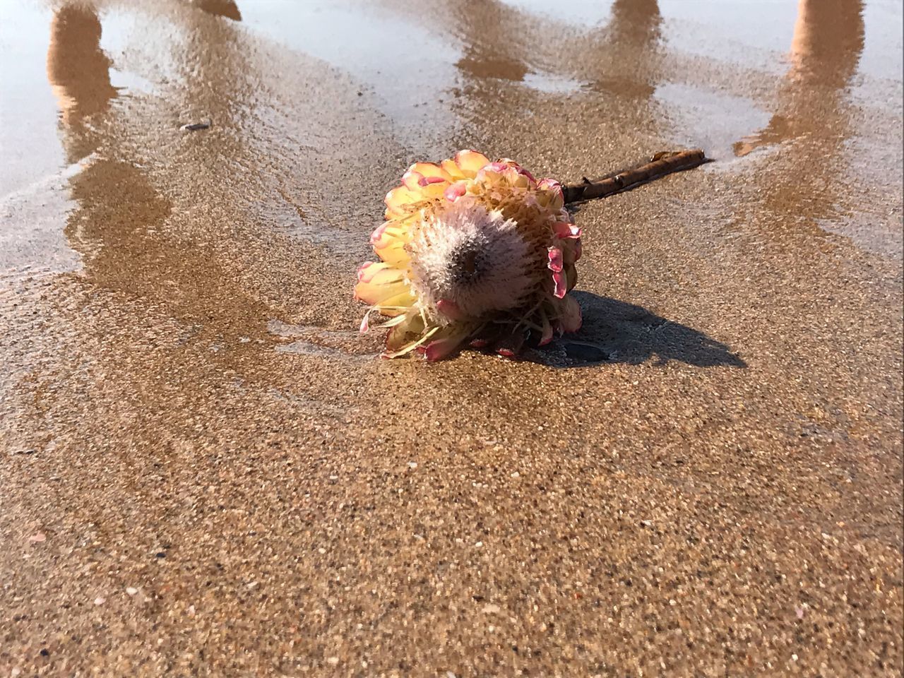 HIGH ANGLE VIEW OF AN ANIMAL ON SAND