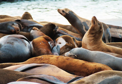 High angle view of sea lions relaxing at pier 39
