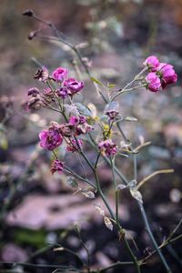 Close-up of pink flowering plant