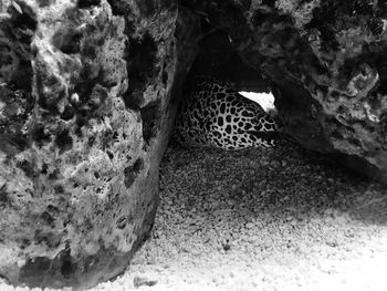 Close-up of lizard on rock in cave