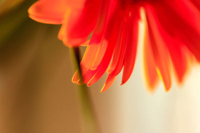 Close-up of red rose flower