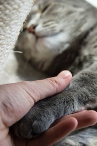 Cropped image of person holding taby cat sleeping on bed