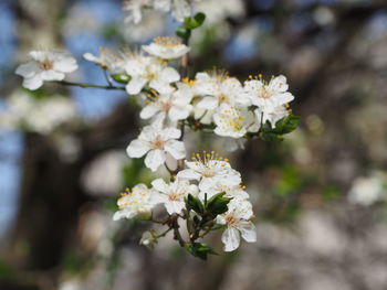 Close-up of white cherry blossoms