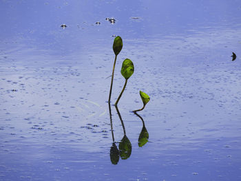 Close-up of lily pads in lake