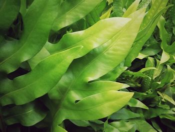 Close-up of green leaves