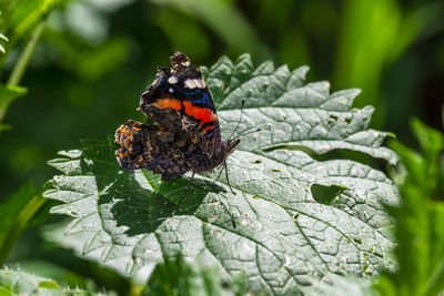 Close-up of butterfly on a nettles leaf