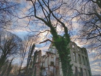 Low angle view of trees against sky