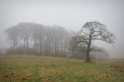 Bare trees on field against sky