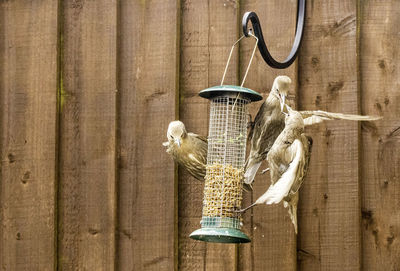 Close-up of bird hanging on rope