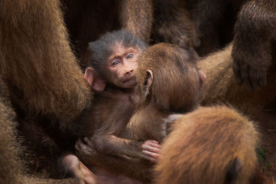 Cute fluffy baby monkeys tenderly cuddling while sitting in natural habitat surrounded by adult creatures