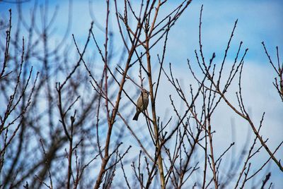 Low angle view of bird perching on bare tree