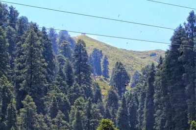 Scenic view of forest against sky