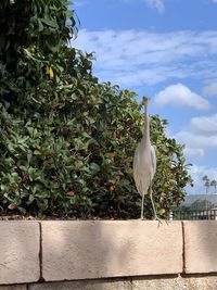 White bird perching on wall
