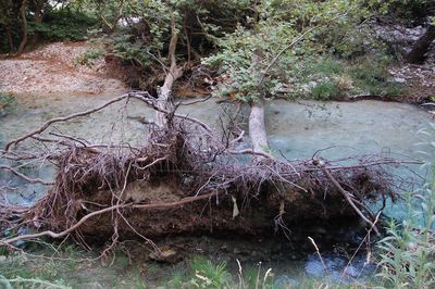 Stream flowing through a forest