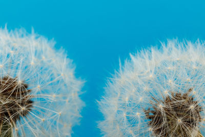 Close-up of dandelion against blue sky