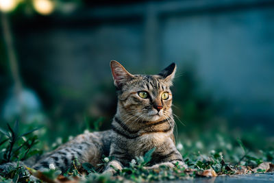 Portrait of a cat on field