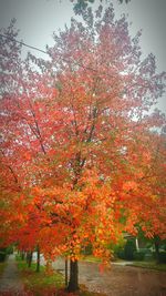 Autumn tree in park against sky