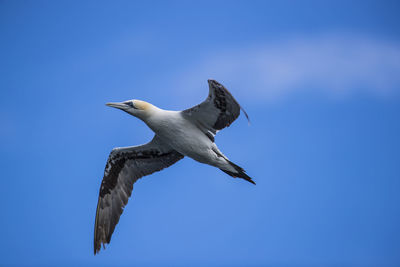 Low angle view of gannet flying against blue sky