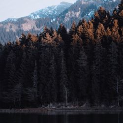 Trees in forest during winter