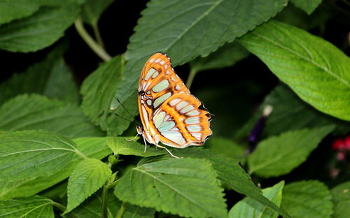 Close-up of butterfly on leaf